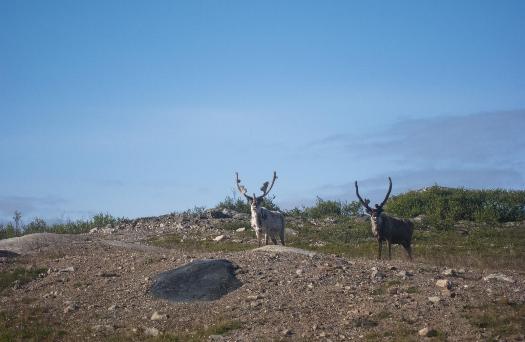 Fichier:Norvège11.jpg