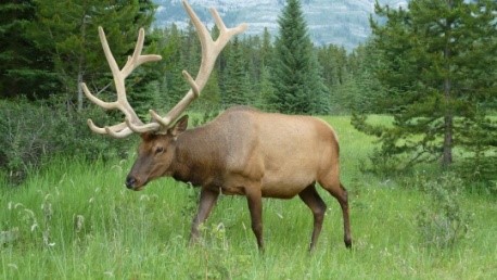Fichier:Canada traversée 5.jpg