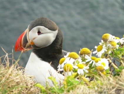 Fichier:Islande 7.jpg
